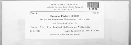 Golovinomyces fischeri image